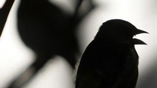 ŠANGHAJ (Čína) - Ptáci ve voliéře zoologické zahrady v Šanghaji na snímku z 24. listopadu. Čína týž den oznámila třetí lidskou oběť ptačí chřipky. Stala se jí pětatřicetiletá žena, která se virem H5N1 nakazila při kontaktu s nemocnou drůbeží a zemřela v úterý. (ČTK/AP)