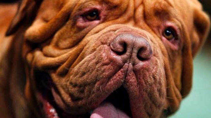 Bordeauxská doga jménem Brando byla v soutěži zástupcem jediného plemene, které bylo letos nově k soutěžení připuštěno.