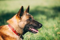 Psovoda rakouské armády roztrhali psi, o které se staral. Jeho tělo našel kolega