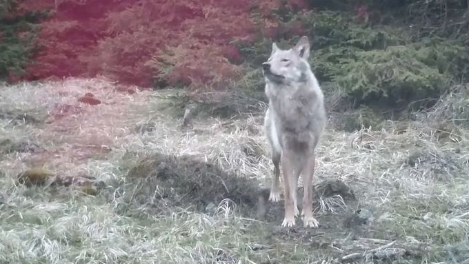 Vlk zachycený fotopastí v Krušných horách.