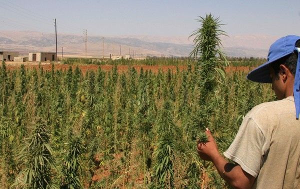 Libanon marihuana