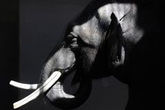 Divoký slon se pět hodin toulal po indických ulicích. Ničil obchody i auta