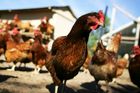 V Nizozemsku vybíjejí drůbež po tisících kvůli ptačí chřipce
