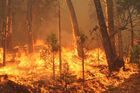 Požár u Yosemitského parku se šíří k sekvojovým lesům