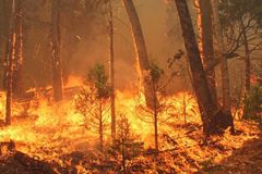 Hasiči už druhý den likvidují požár lesa na Českolipsku