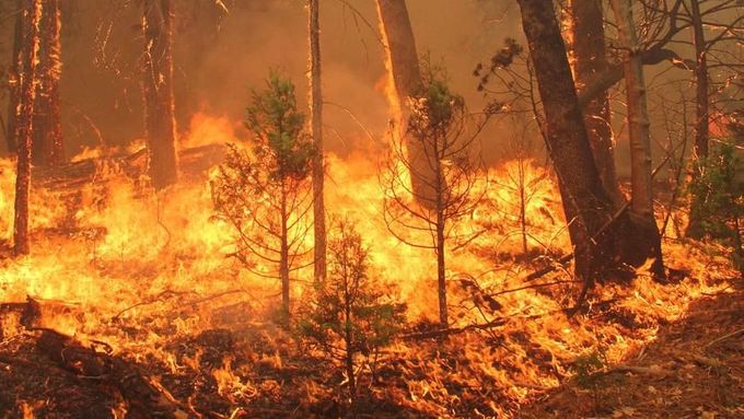 Požár ohrožující Yosemitský národní park se šíří k sekvojovým lesům plným vzácných stromů.