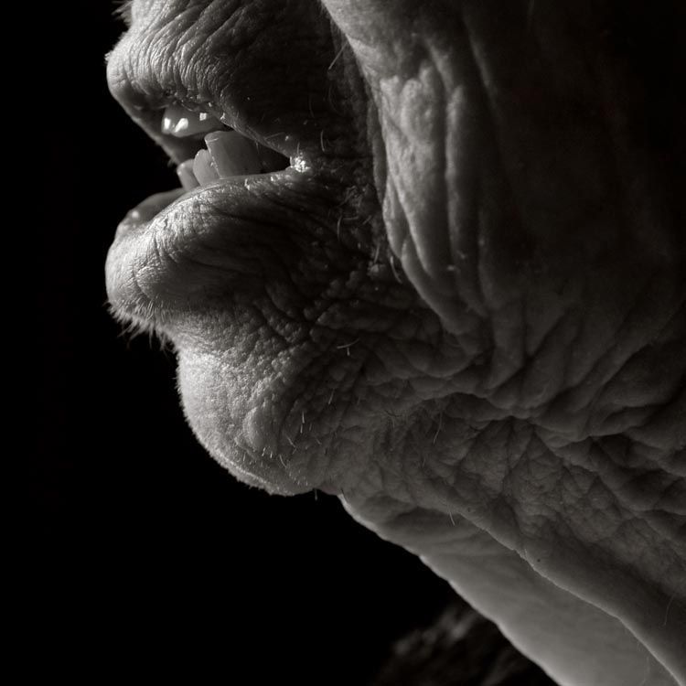 Projekt Anastasie Pottinger Centenarians