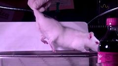 Vědci svou teorii založili na video nahrávkách zvířat.