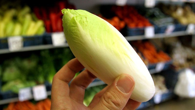 Ve starověku i středověku byla čekanka salátová považována za léčivou a čarodějnou rostlinu.