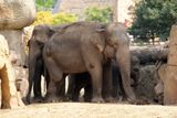 Dnes je mezinárodní den slonů, ale ani jim se nechce moc hýbat.