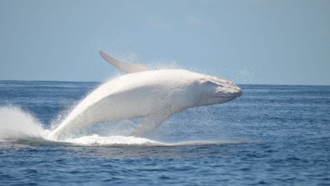 Bílá velryba jako z Melvillova románu u pobřeží Austrálie