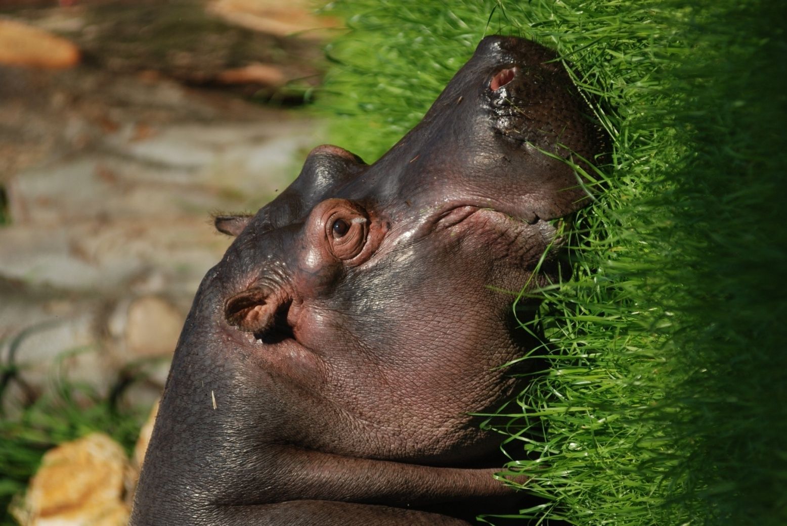 Zoo Ostrava - hroch