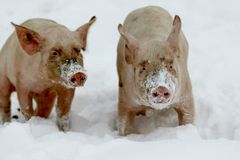 Vepřové maso zdražuje, Evropě chybí vykrmená prasata