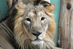 Návštěvník zoo na Hradecku strčil kvůli fotce ruce do klece. Lev ho napadl, muž skončil v nemocnici