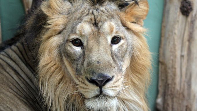 Obrazem: Pražská zoo má nové lvy z Indie. Lvíčata budou příští rok