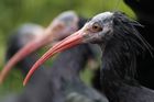 Patnáctého ibisa chytili v letu v Letech. Neuvěřitelné, píše šéf zoo