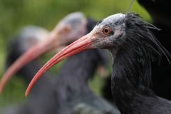 Pražští ibisové jsou zpátky ve voliéře, ze které na jaře ulétli. Síť nahradilo pletivo z oceli