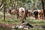 Plastové sáčky jsou všude v okolí Nairobi. Krávy je často spasou spolu s trávou.