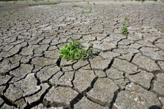Sucho zničilo pětinu ploch obilí, škoda za dvě miliardy