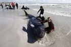 Velrybí sebevrazi: Jen za víkend na 125 úhynů