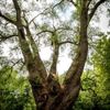 Strom roku 2015 - vrba zapomenutá