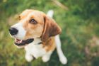 Senát schválil povinné čipování psů od roku 2020, zákon má pomoci omezit jejich chov v množírnách