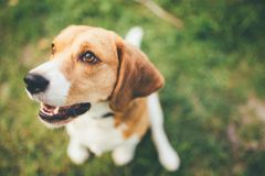 Senát schválil povinné čipování psů od roku 2020, zákon má pomoci omezit jejich chov v množírnách