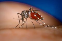 Evropu čeká invaze nebezpečných komárů, hrozí i Česku