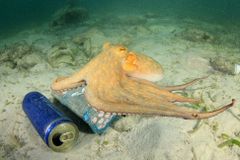 Pro chobotnice jsou lidské odpadky poklad, stavějí si z nich obydlí, zjistili vědci