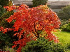 Japonské javory se hodí i menší zahradky.krásný podzimní převlek přiláká oko i objektiv.