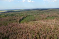 Polabská krajina trpí. Extrémní sucho a škůdci decimují tamní borové lesy