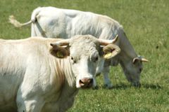 Češi budou zachraňovat ruské kravíny. A vydělají
