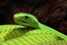 Útěk jedovatého hada je výjimka, říká znalec plazů. Chovatelce mamby hrozí trest