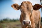 Česko není soběstačné v živočišné výrobě, dotace nevedou k hospodárnosti, tvrdí NKÚ