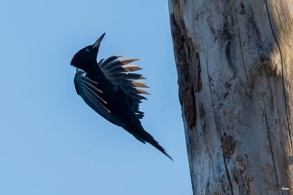 Datlovití ptáci, například datel černý, se hojně namnožili již během kůrovcové gradace, která České Švýcarsko postihla ve srovnání s celou Českou republikou poměrně pozdě