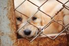 Vyšší tresty za týrání zvířat? Vláda se zatím staví k návrhu poslanců neutrálně