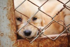 Senát chce přísnější tresty za týrání zvířat a množírny, zákon vrátil poslancům