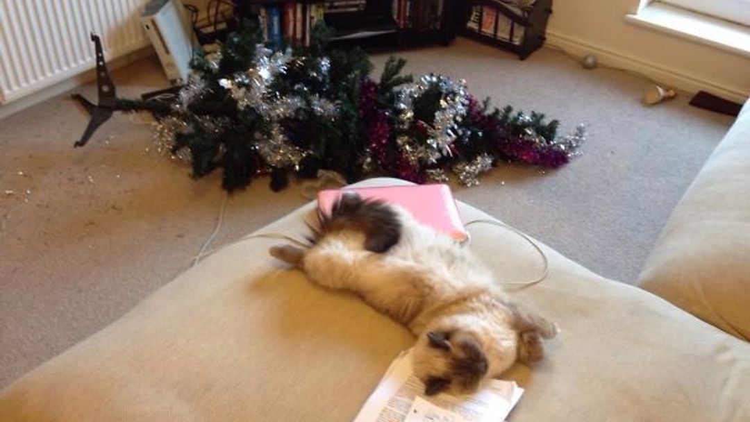GALERIE: Psi a kočky, kteří zničili Vánoce