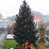 Vánoční stromy - Beroun