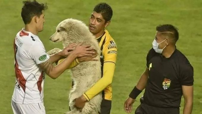 Roztomilý toulavý pes přerušil zápas v bolívijské lize