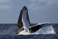 Lov velryb bude znovu legální. Po 24 letech