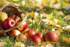Čeští ovocnáři budou žádat více kontrol jablek z Polska
