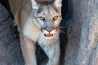 Puma v zooparku na Jesenicku zranila tříleté dítě. Dívka si chtěla šelmu pohladit