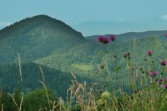 Objevte krásu bylinkové zahrádky na svazích Dolního Rakouska