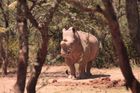 První rok českých nosorožců v Africe