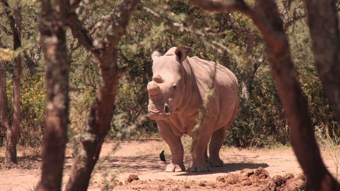 Čeští nosorožci v Africe (ilustrační foto).
