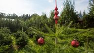 Vánoční stromky-Prostějovsko