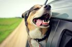 Bizarní řidičské zákony: Neuvazujte psa ke střeše, neřiďte s páskou na očích a umyjte si auto