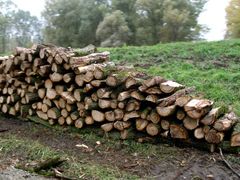 Velké kmeny putují na pilu, z méně kvalitního dřeva bude dřevěné uhlí.