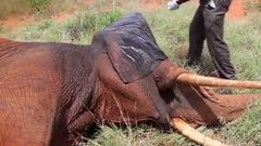 Blesková operace postřeleného slona afrického.